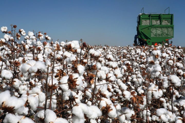 cotton cotone Uzbekistan viaggio autunno